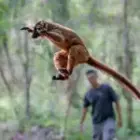 Madagaskar – die Galapagos-Inseln Afrikas