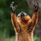 Oh Himmel, schick mir Bananen!