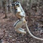 Wenn Lemuren Karate können – ein hüpfender Fotoworkshop im Dschungel Madagaskars