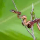 Die Schönheit der Harmlosigkeit: Madagaskars Hundskopfboa