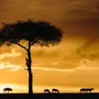 Wenn ein Bild die Herzen wärmt