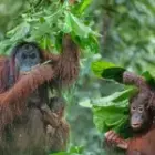 Unter selbstgebauten Schirmen – Orang-Utans im Regenwald von Borneo