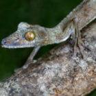 Zwischen Unsichtbarkeit und Farbe – Madagaskars leise fotografische Wunder