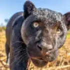 Wenn Leidenschaft zur Berufung wird – Begegnung mit einem schwarzen Panther