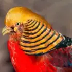 China Fotoreise 2027 – Eine Safari in eine verborgene Welt der Tiere