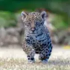 Ein kleiner Jaguar und große Träume